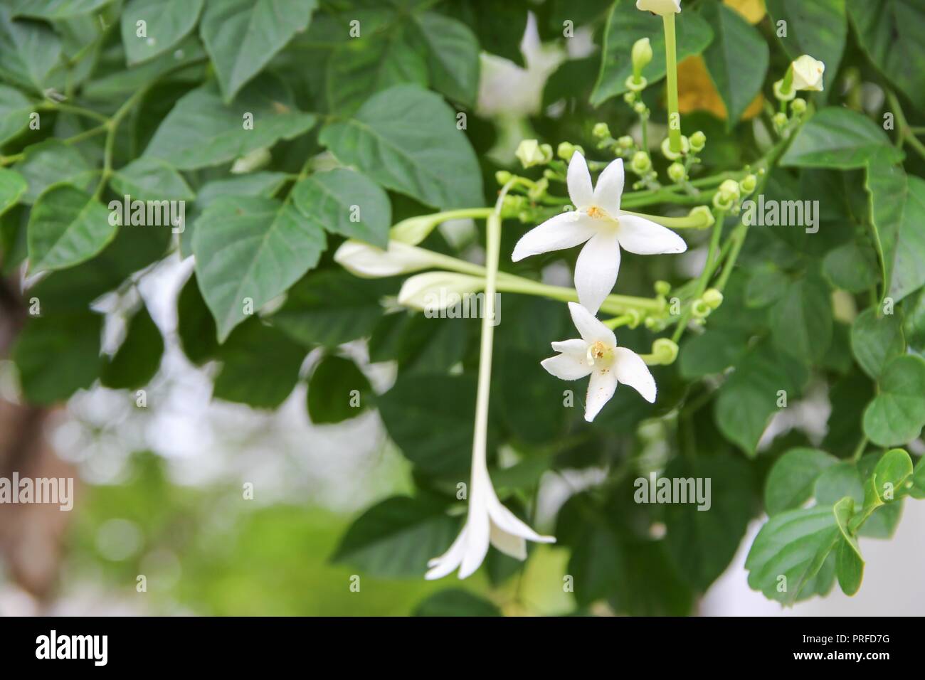 Hermosa flor de corcho en el árbol Fotografía de stock - Alamy