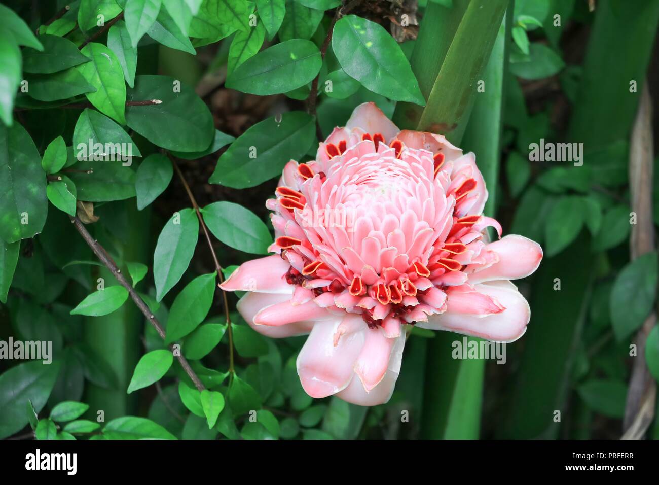 Antorcha rosa flores locales de jengibre, etlingera elatior, familia Zingiberaceae Bohol, Filipinas Foto de stock