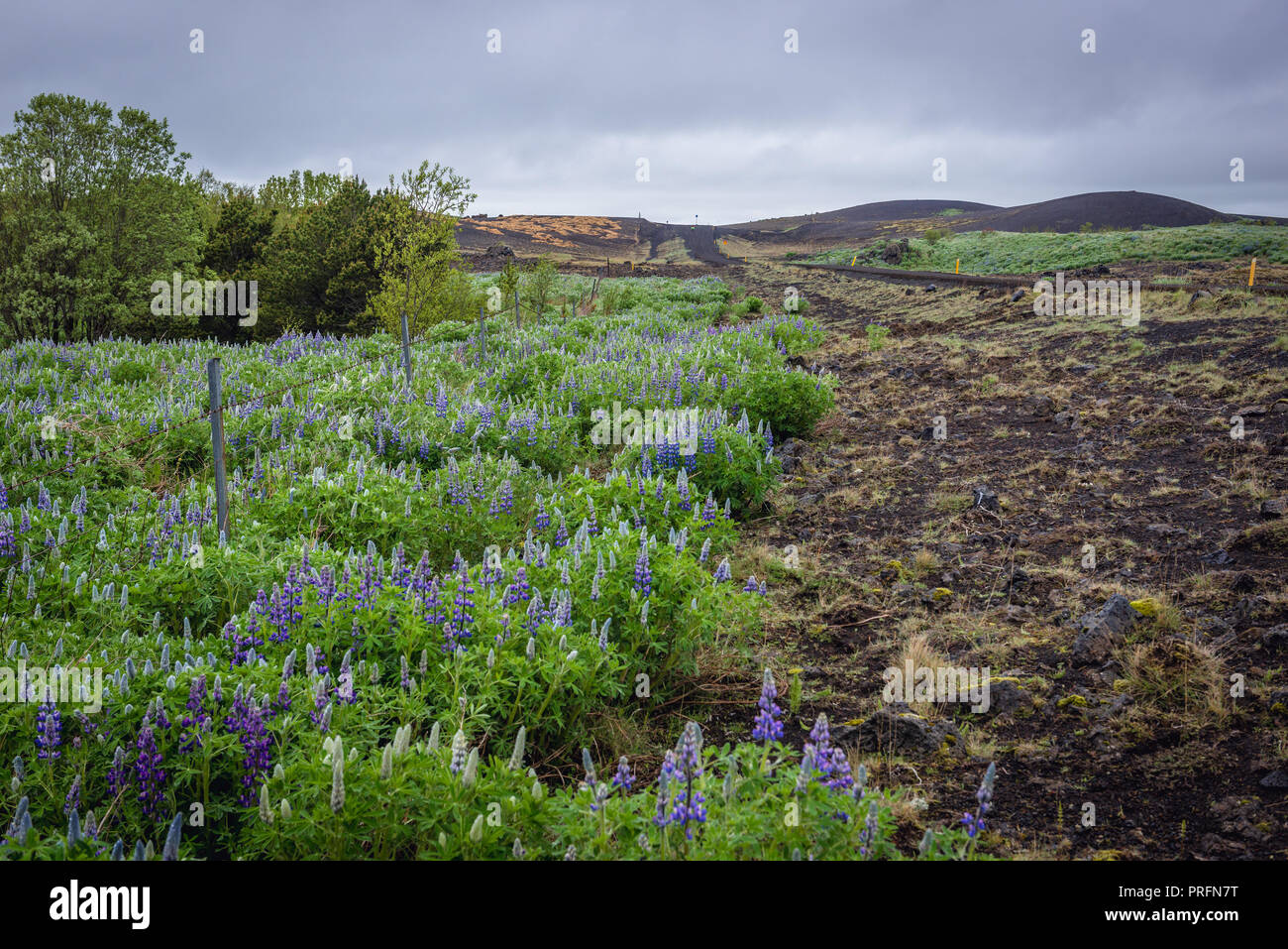 Nootka lupine plantas junto a la carretera número 264 de Keldur granja en la parte sur de Islandia Foto de stock