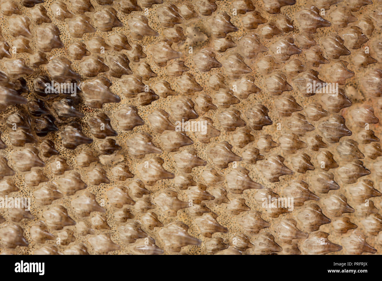 Un acercamiento de la placoide escalas, o dentículos dermales, en la