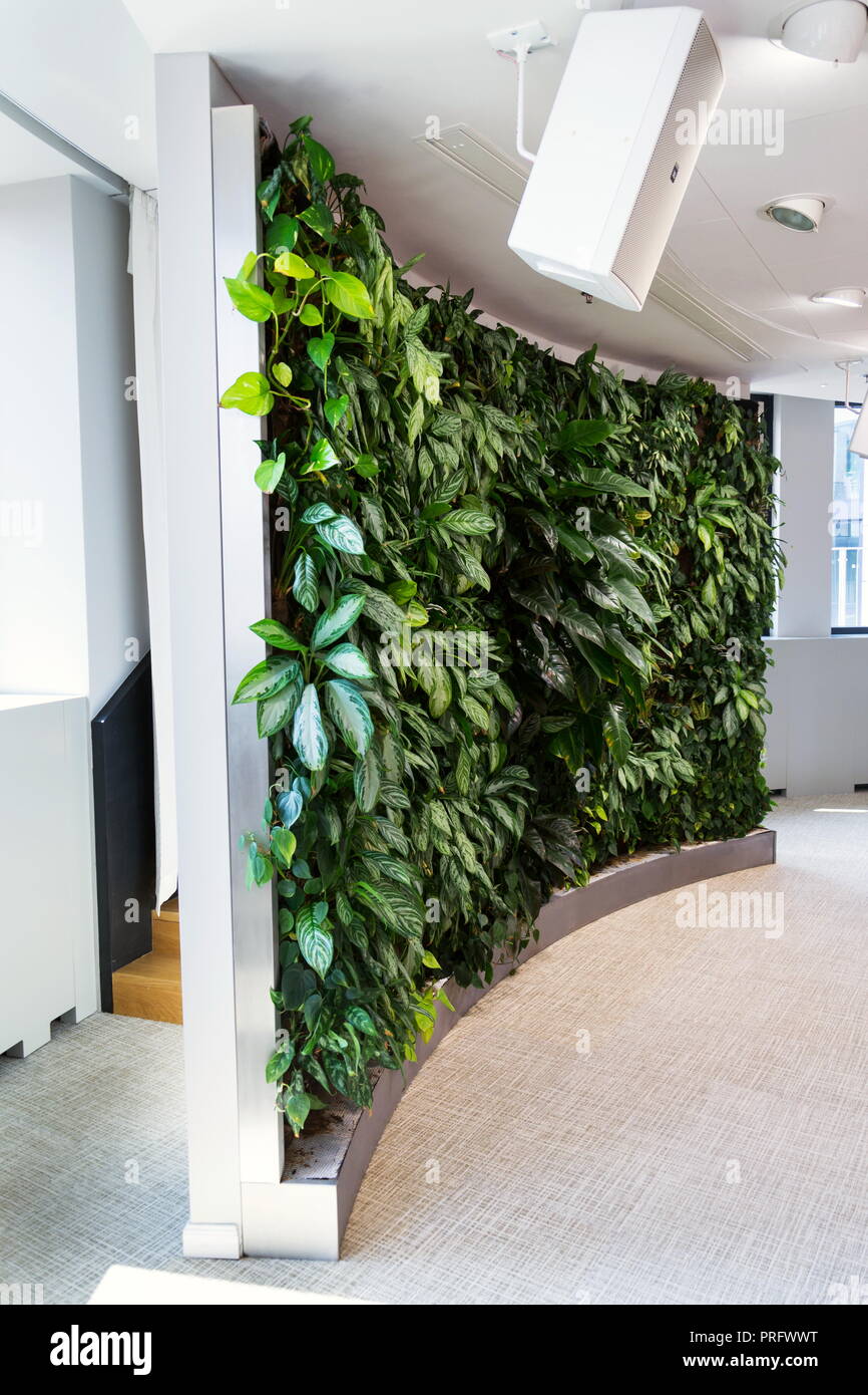 https www alamy es viviendo pared verde jardin vertical interior con flores y plantas bajo la iluminacion artificial en la sala de reunion moderno edificio de oficinas image221011108 html