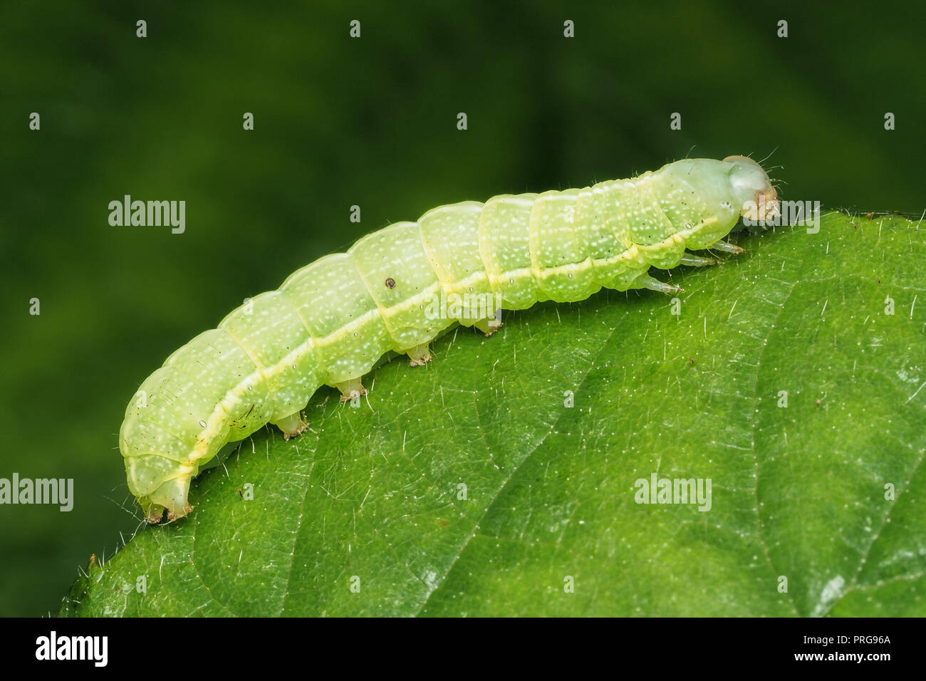 Polilla gris nublado caterpillar (Orthosia incerta) en la zarza. Tipperary, Irlanda Foto de stock