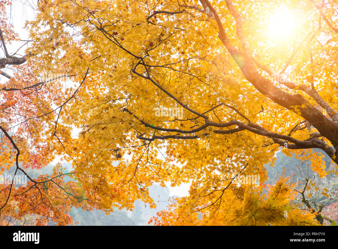 Arce árbol dorado amarillo solar a través de follaje de otoño en Japón la naturaleza viajes escena. Foto de stock