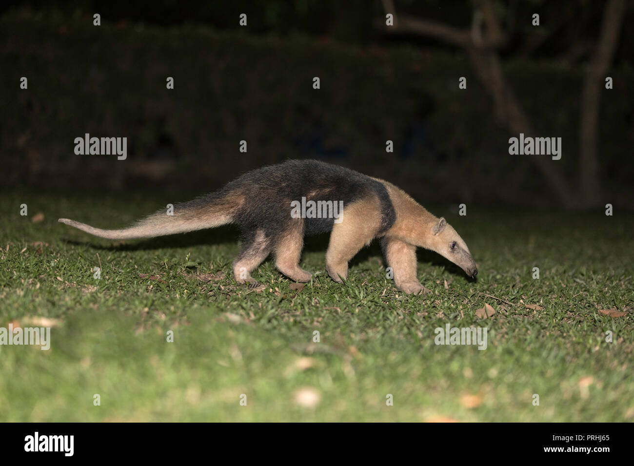 Un adulto meridional, tamandua Tamandua tetradactyla, noche Pousado Rio Claro, Brasil. Foto de stock