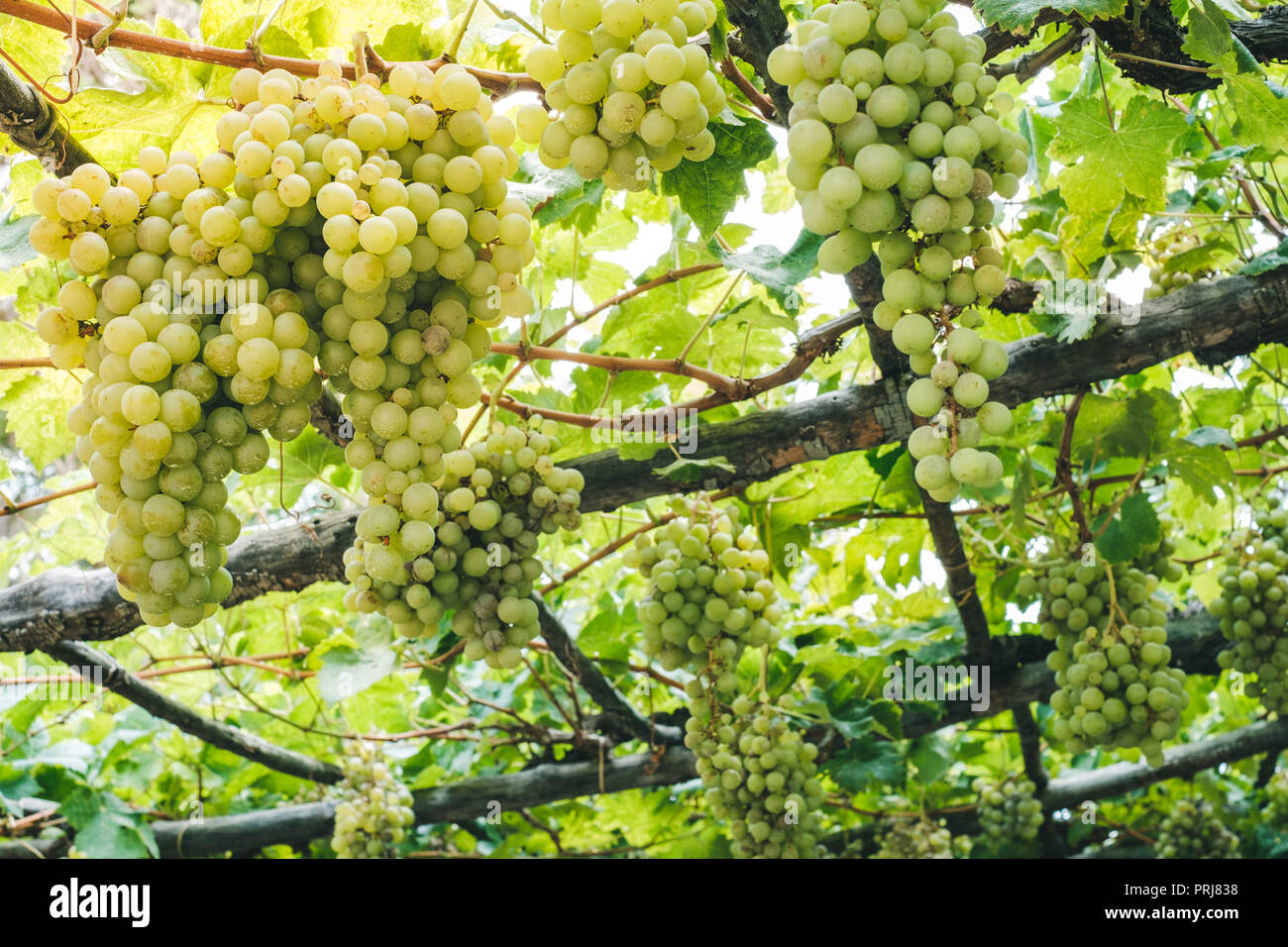 Verdes maduros racimos de uvas colgando en un jardín rural en el sol Foto de stock