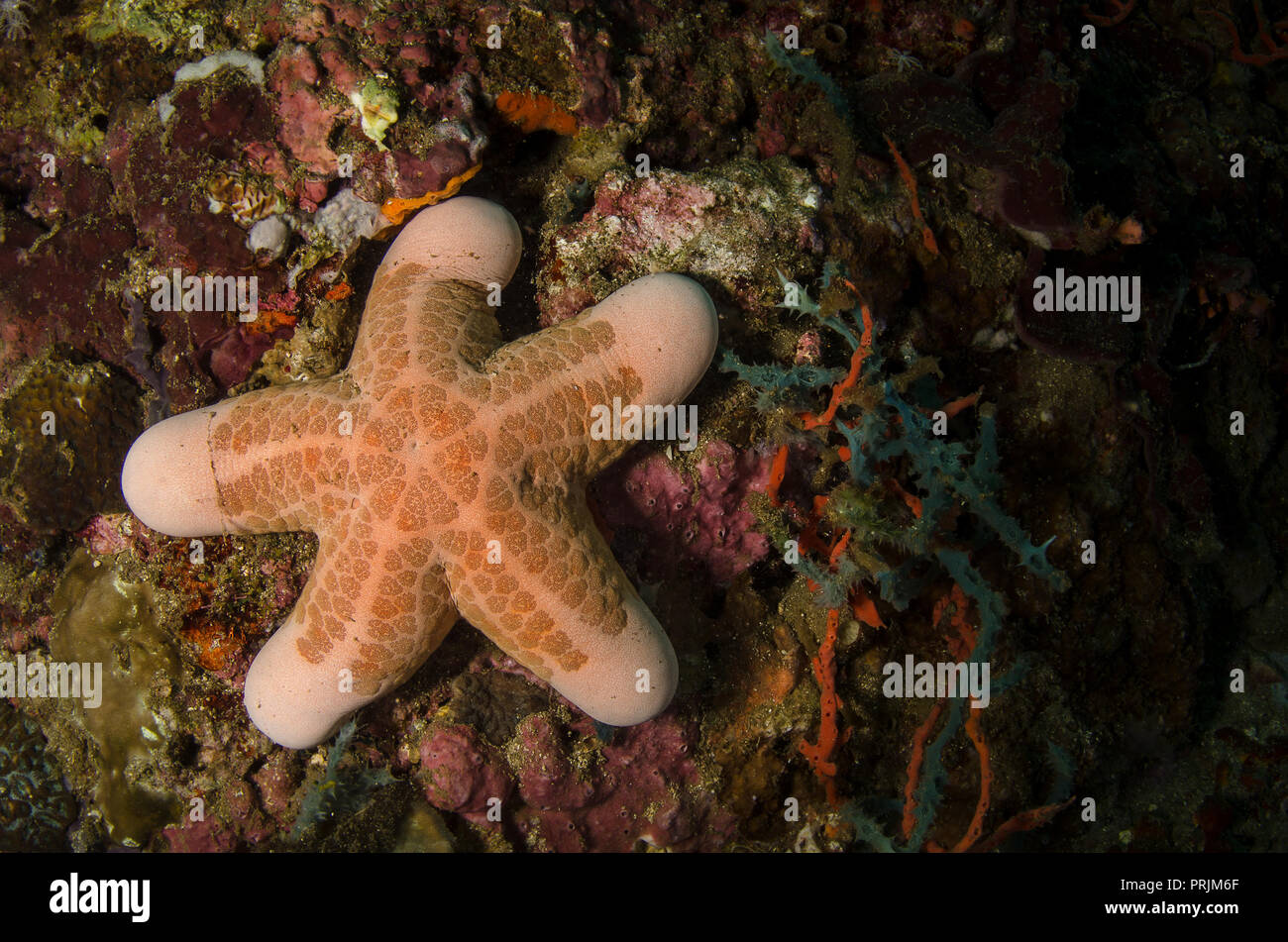 Estrella de Mar, granular, Oreasteridae Choriaster granulatus, Anilao, Batangas, Filipinas, Océano Pacífico, Asia Foto de stock
