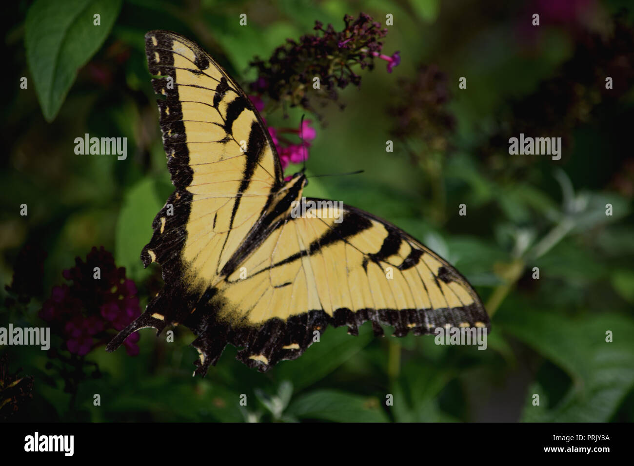 Mariposa Swallowtail negra y amarilla Foto de stock