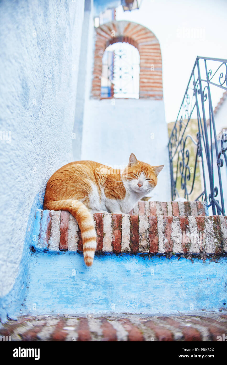 Los gatos callejeros hermoso sueño y caminar en las calles de Marruecos.  Cuentos de hadas hermosas calles de Marruecos y los gatos que viven en  ellos. Gatos sin hogar solitario Fotografía de
