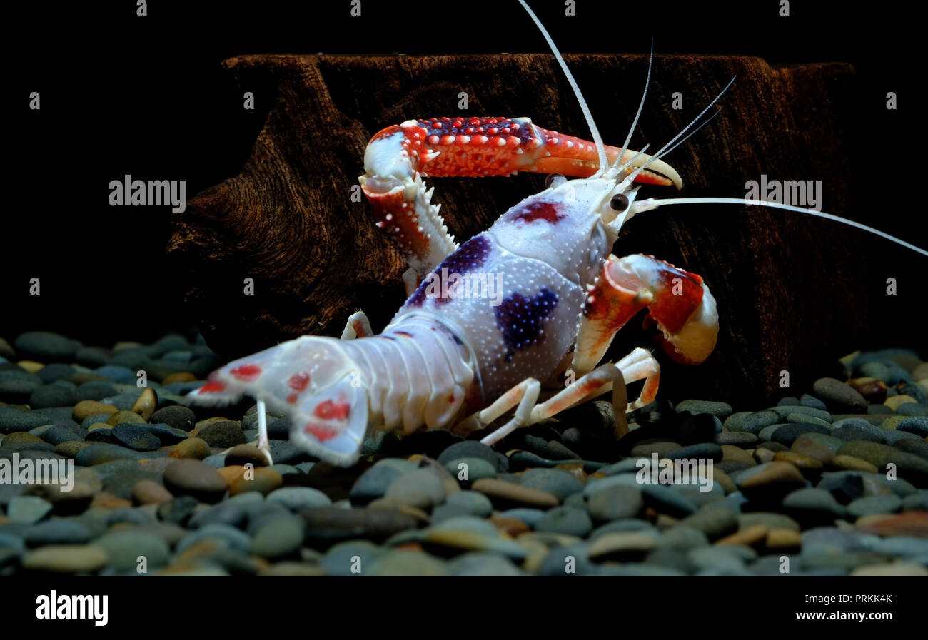 Swamp ghost crab fotografías e imágenes de alta resolución - Alamy