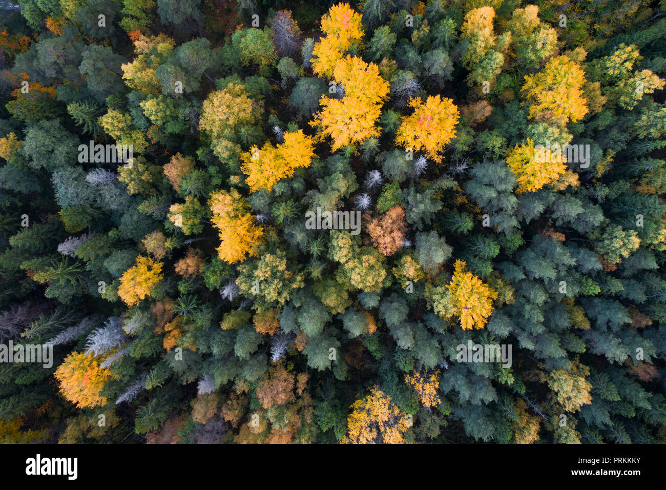 Vista aérea del otoño colorido follaje de los bosques boreales en el país nórdico Foto de stock