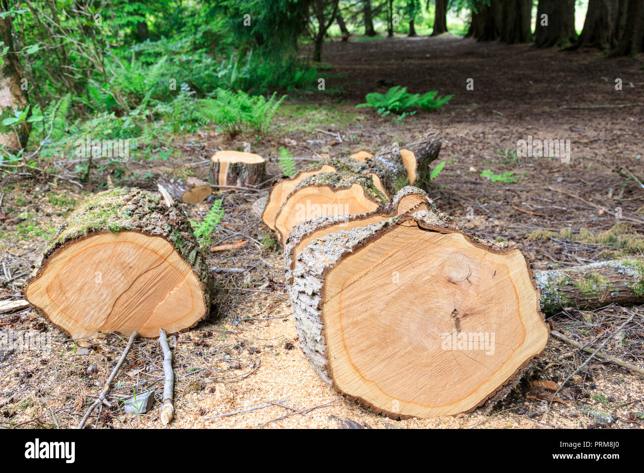 Tronco de árbol cortado en secciones de registro Foto de stock