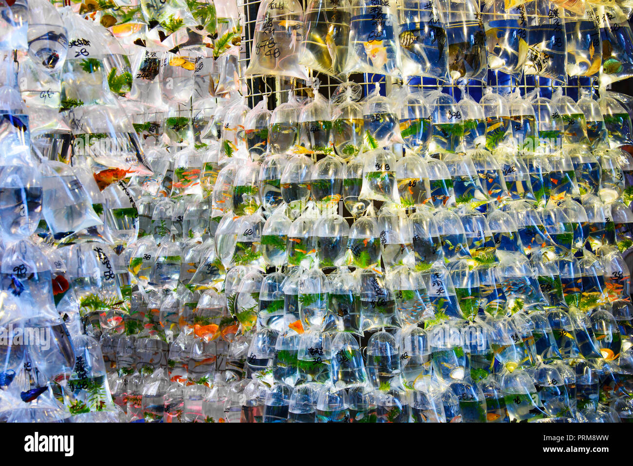 Goldfish Market en Hong Kong, China con los precios en las bolsas escrito Foto de stock