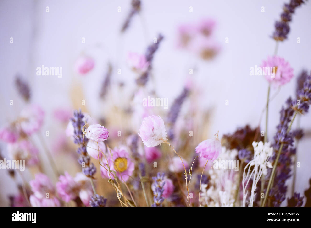 Textura de pastel. Pequeñas Flores de color rosa y púrpura.la abstracción.  Las flores secas Fotografía de stock - Alamy