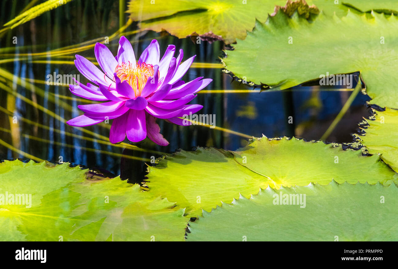 Water Lilies en Kew Gardens, Londres, Inglaterra Foto de stock