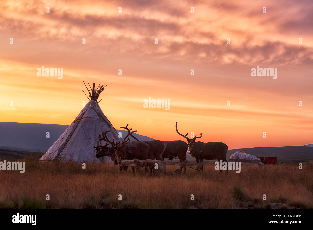 Ciervos cerca de la tienda al amanecer. Foto de stock