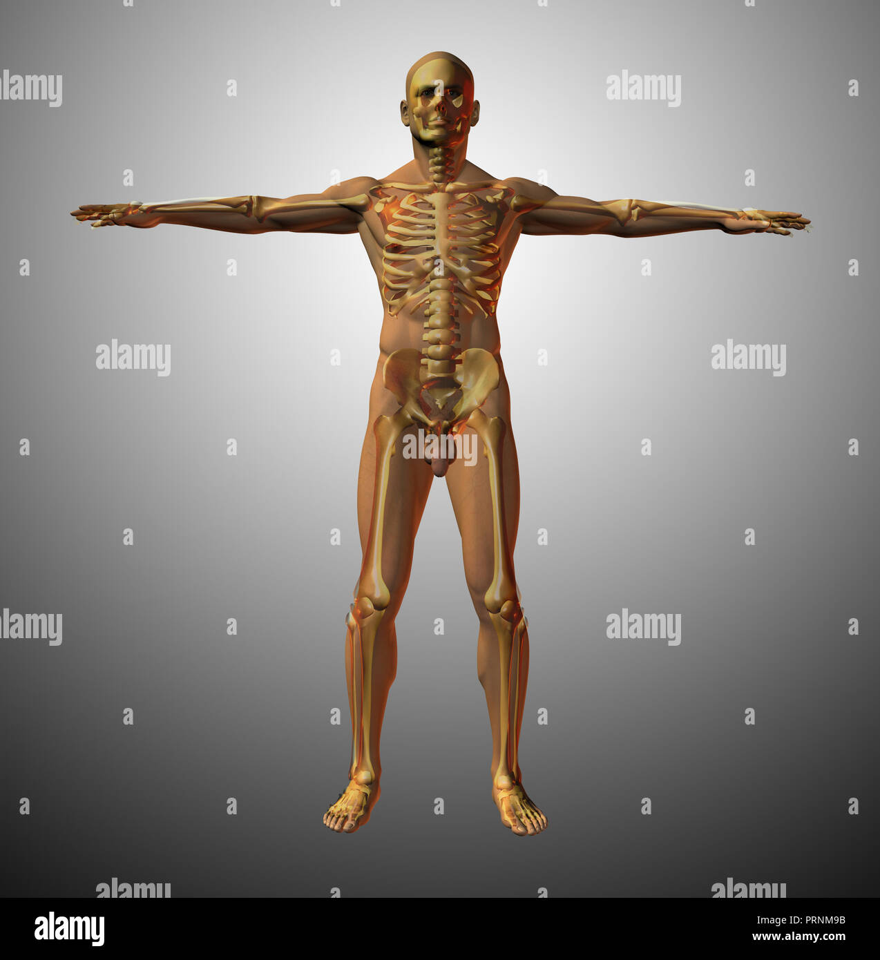 Macho adulto modelo anatómico. 3D rendering Fotografía de stock - Alamy