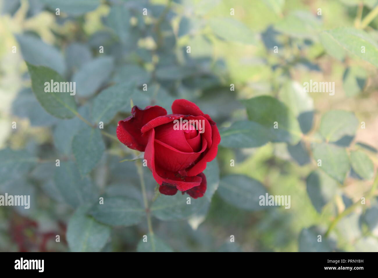 Hiponimo fotografías e imágenes de alta resolución - Alamy Hiponimo fotografías e imágenes de alta resolución - Alamy