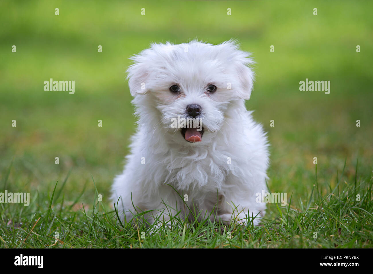 Blanco lindo perrito maltés (Canis familiaris Maelitacus) en el jardín de césped Foto de stock