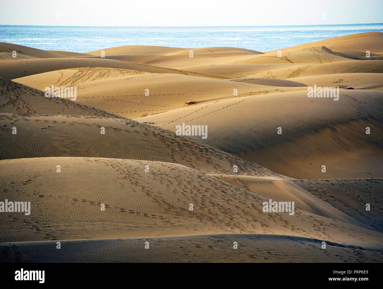 Las dunas de Maspalomas es un único lugar salvaje en Gran Canaria, España Foto de stock
