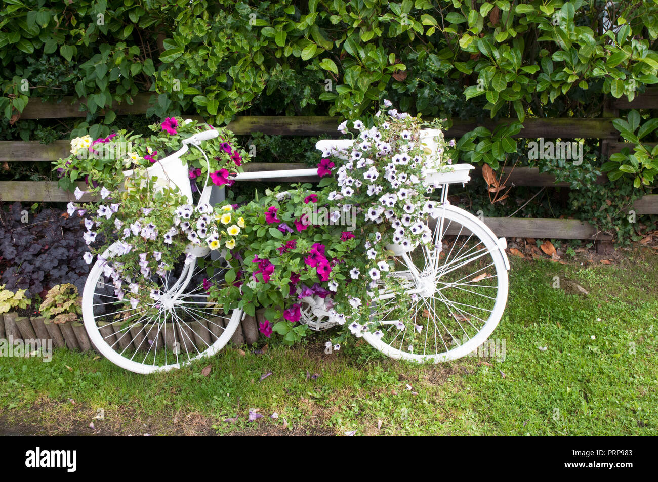 Exhibición de la flor de la bicicleta fotografías e imágenes de alta  resolución - Alamy