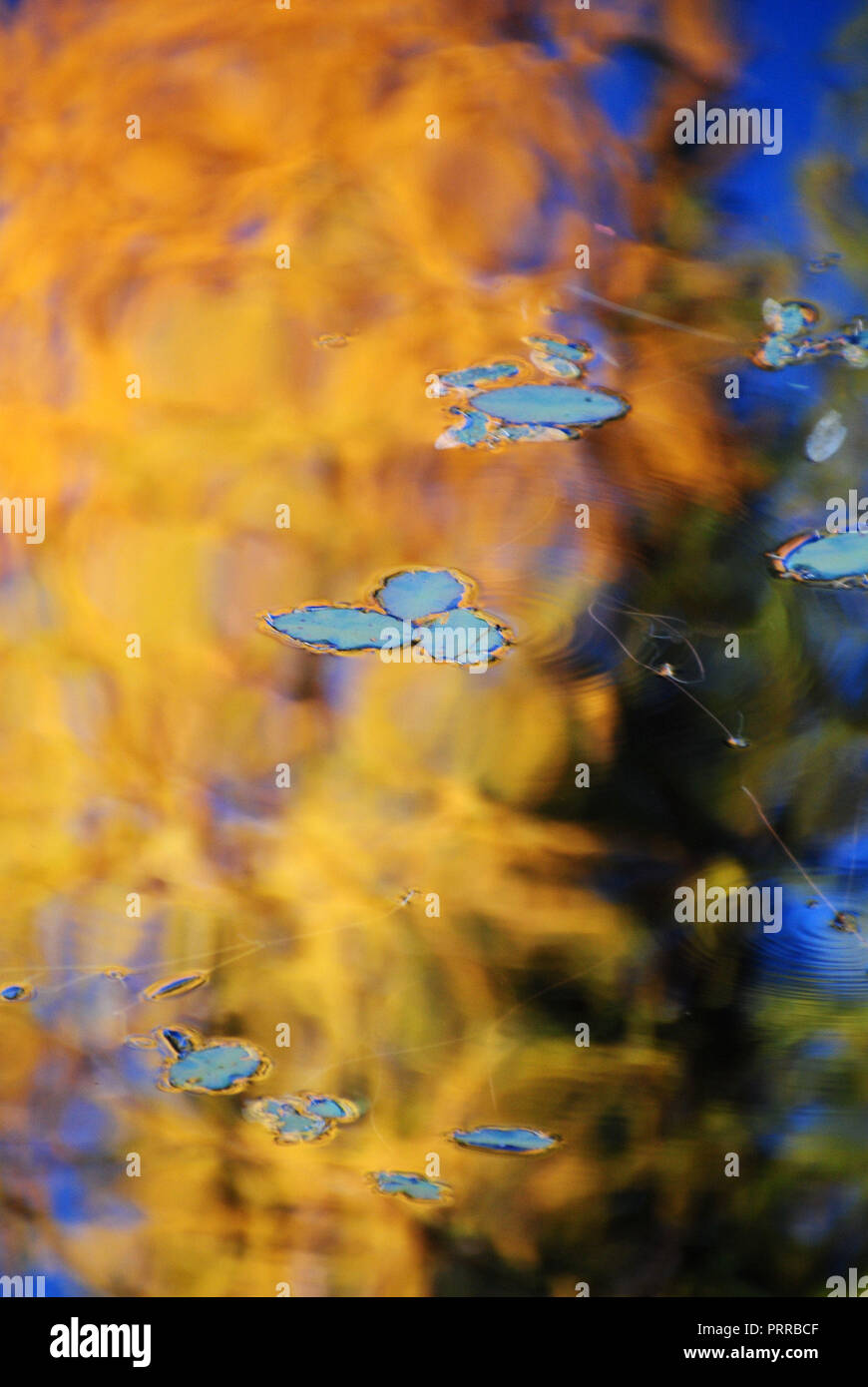 Reflejo de otoño los árboles en el agua, con verdes waterlily flotando en la superficie, creando una abstracta y borrosa dorado, rojo, azul, fondo marrón Foto de stock