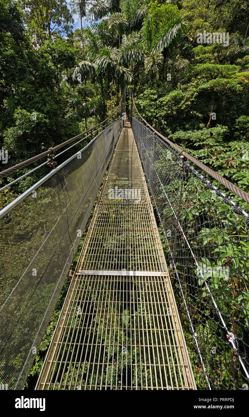 Puente colgante en el Arenal Mistico bosque nuboso en Costa Rica Fotografía  de stock - Alamy