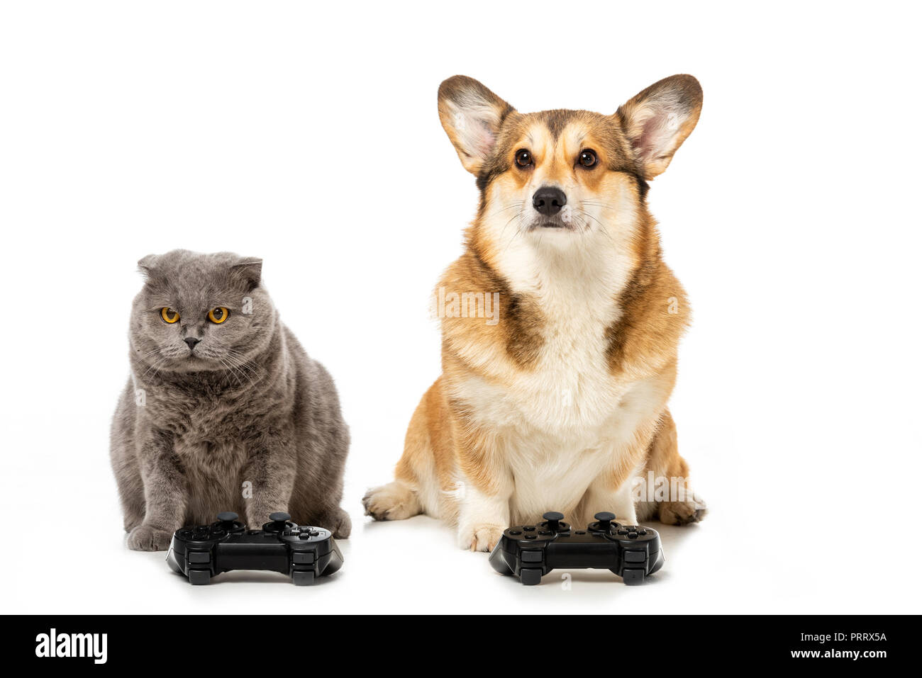 Cute corgi y British Shorthair gato sentado con joysticks para video juego  aislado sobre fondo blanco Fotografía de stock - Alamy