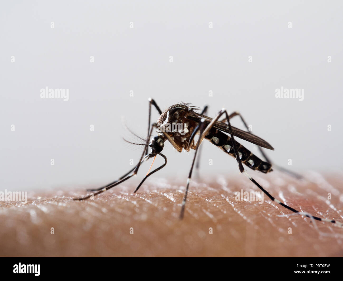 Mosquito Aedes Aegypti Mosquito Da Dengue A Chupar La Sangre En La Piel Humana Vector De La