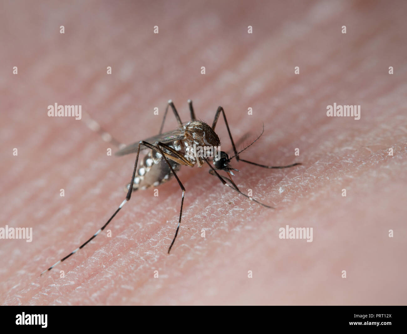 Mosquito Aedes aegypti (mosquito da dengue) a chupar la sangre en la piel humana. Vector de la fiebre del dengue, la fiebre amarilla y el Chikungunya virus zika. Foto de stock