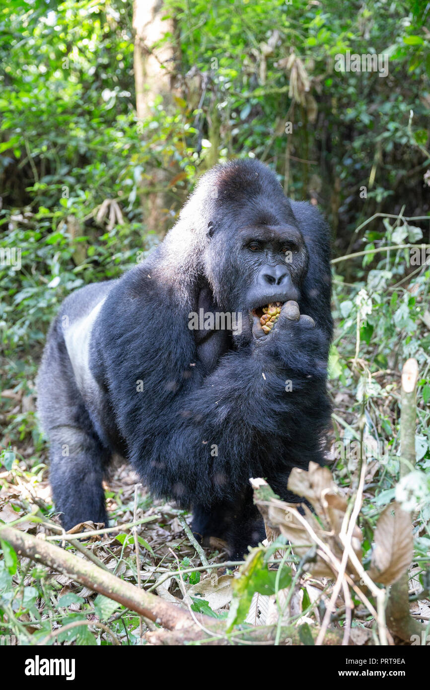 Gorila de las Tierras Bajas Orientales, gorila beringei beringei, Bukavu, República Democrática del Congo, 15 de julio de 2018. (CTK Foto/Ondrej Zaruba) Foto de stock