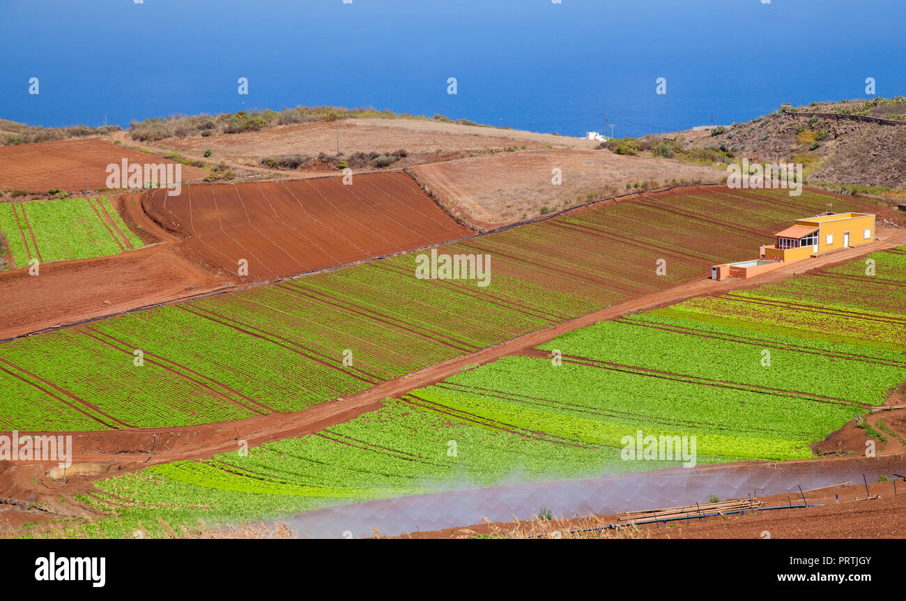 Gran Canaria, Septiembre, verduras crecen sobre suelo volcánico rojo, municipio de Santa Maria de Guia Foto de stock