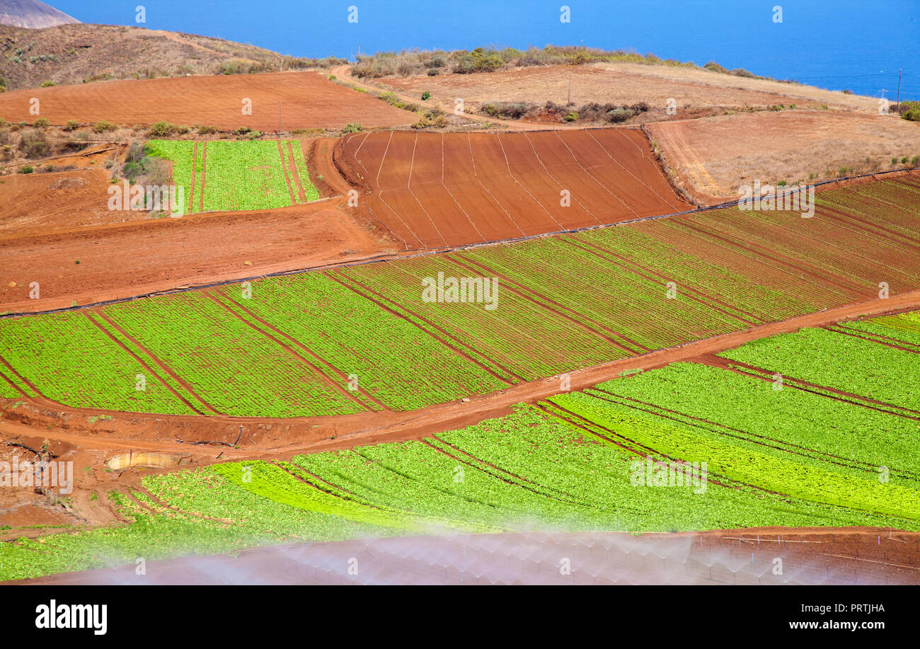 Gran Canaria, Septiembre, verduras crecen sobre suelo volcánico rojo, municipio de Santa Maria de Guia Foto de stock