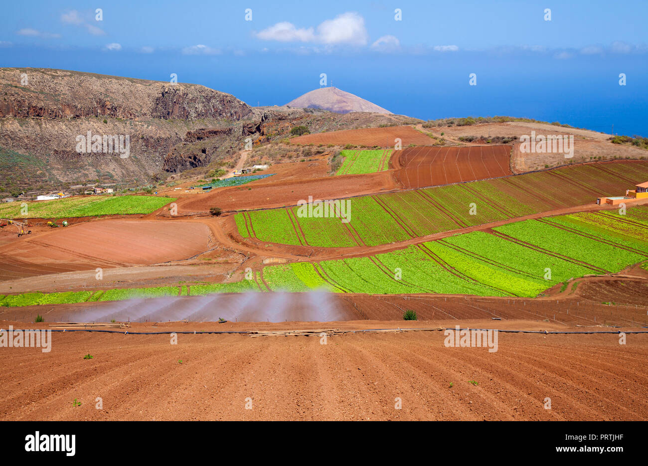 Gran Canaria, Septiembre, verduras crecen sobre suelo volcánico rojo, municipio de Santa Maria de Guia Foto de stock