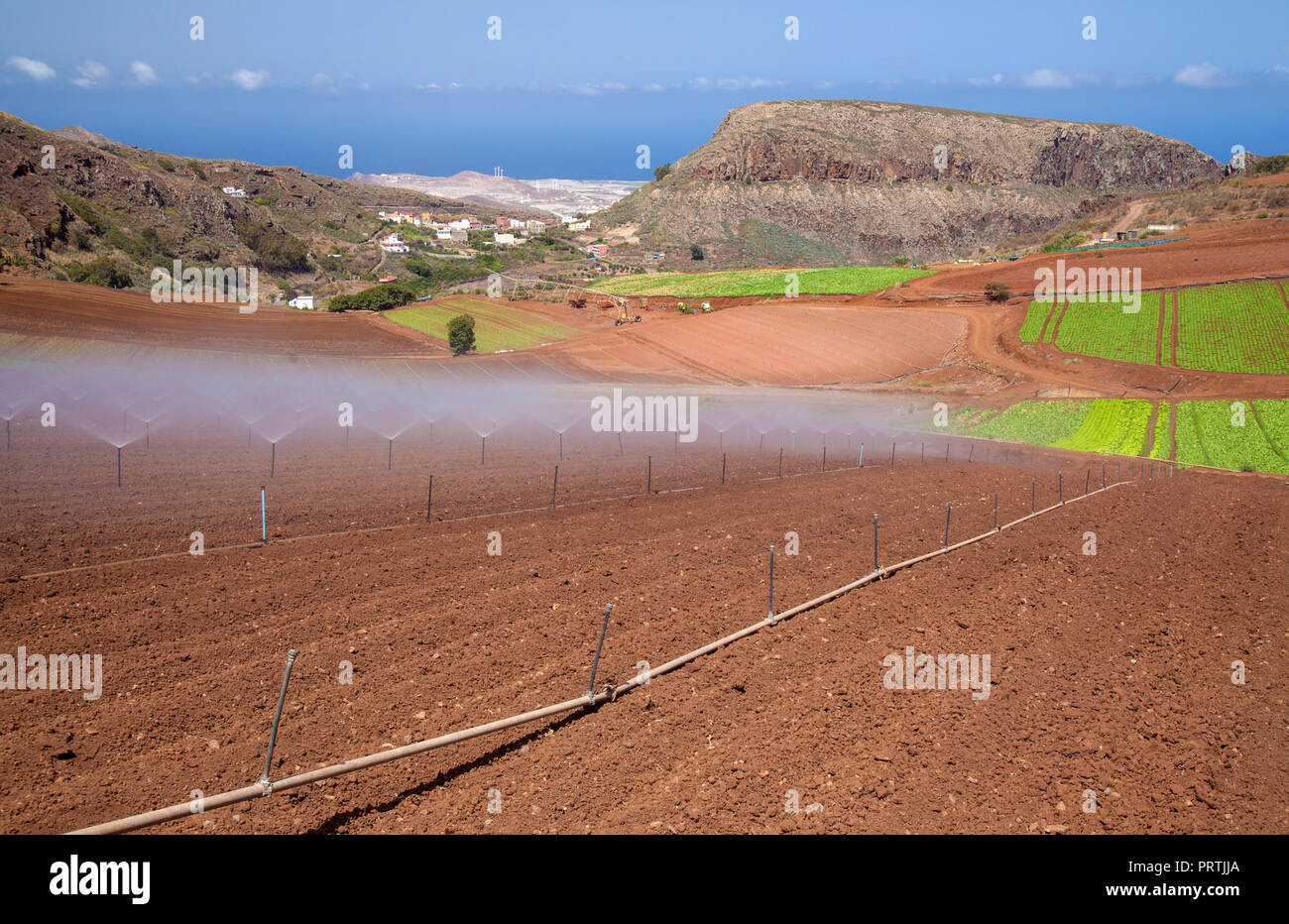 Gran Canaria, Septiembre, verduras crecen sobre suelo volcánico rojo, municipio de Santa Maria de Guia Foto de stock