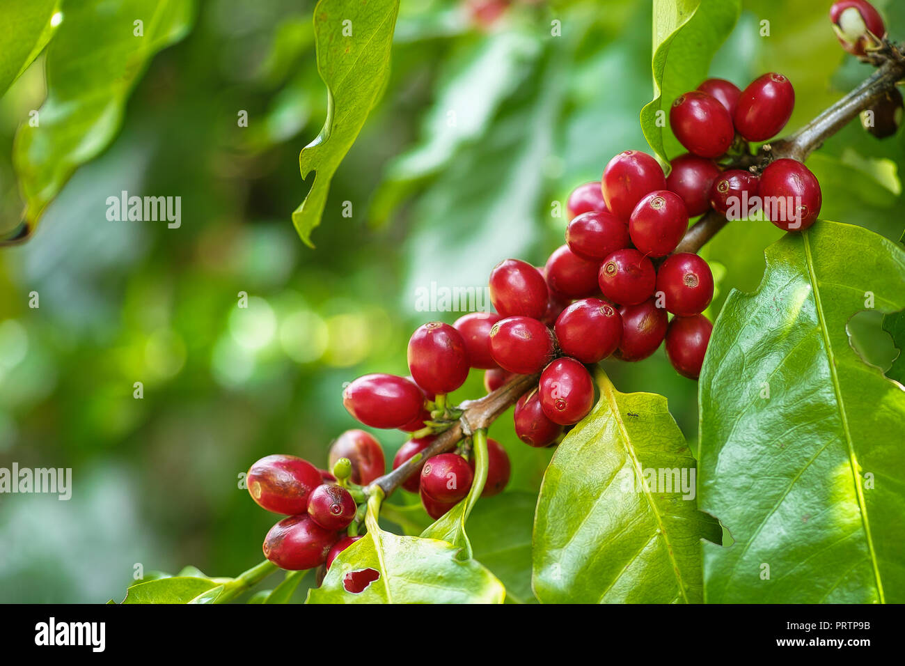 Los granos de café cereza roja en la rama de la planta de café antes de la  cosecha Fotografía de stock - Alamy