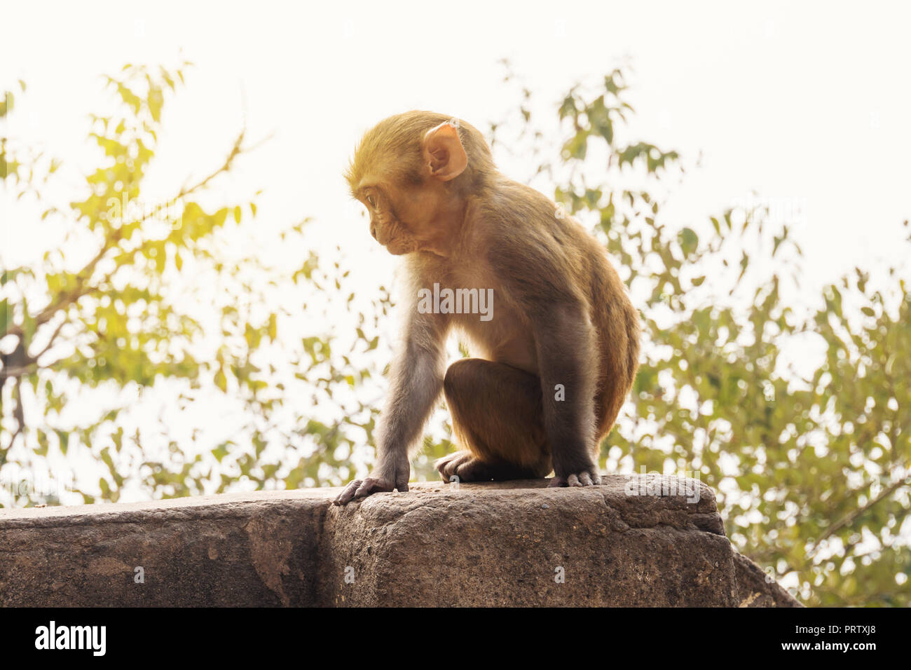 Cub de un mono al aire libre en la playa en Tailandia. Mono en la naturaleza. Monkey vive en un bosque natural de Tailandia. Tailandia, la isla de Ko Lan, Nual B Foto de stock