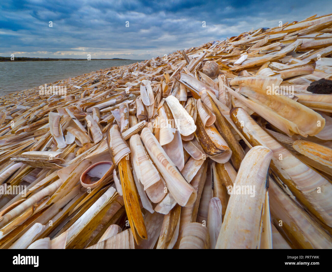 Navaja Ensis siliqua sobre Titchwell Shell Beach Norfolk Foto de stock