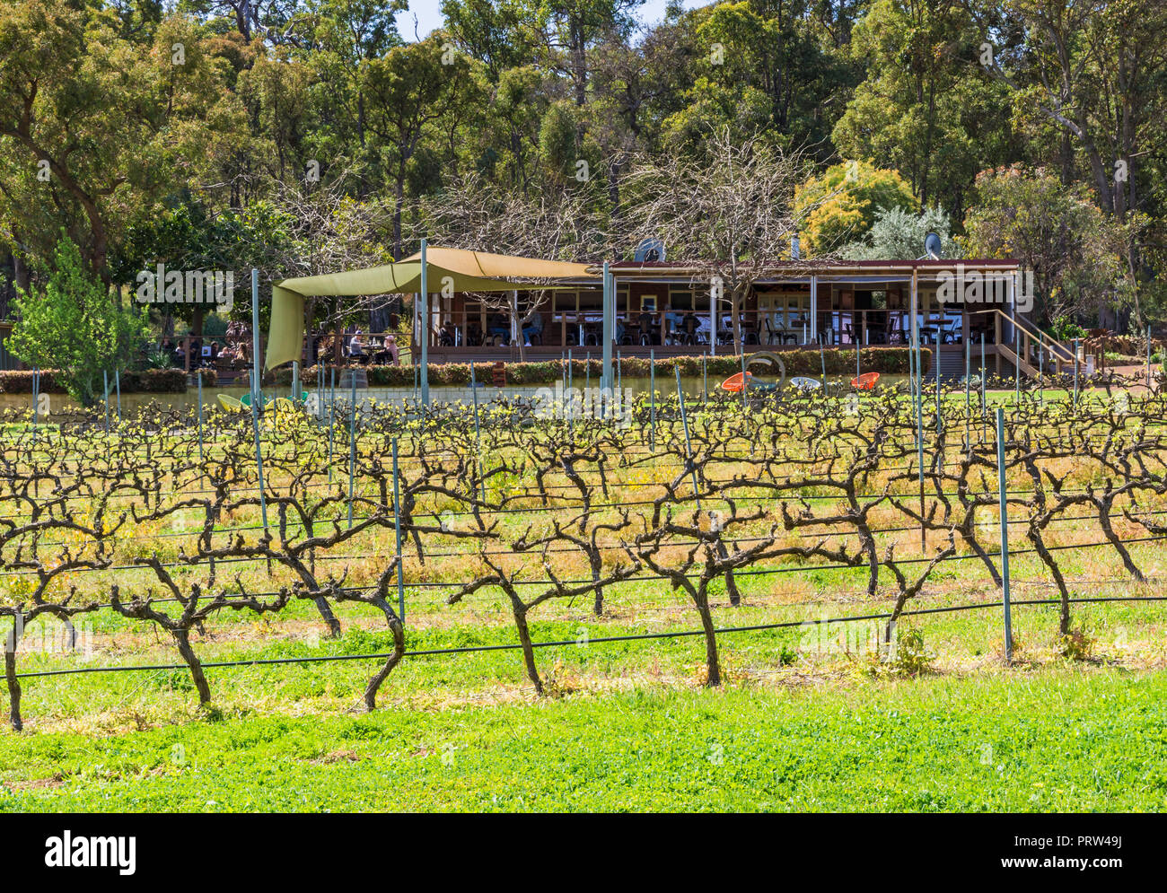 Primavera de vides en el Viñedo Hainault y cafetería en el valle Bickley, Australia Occidental Foto de stock