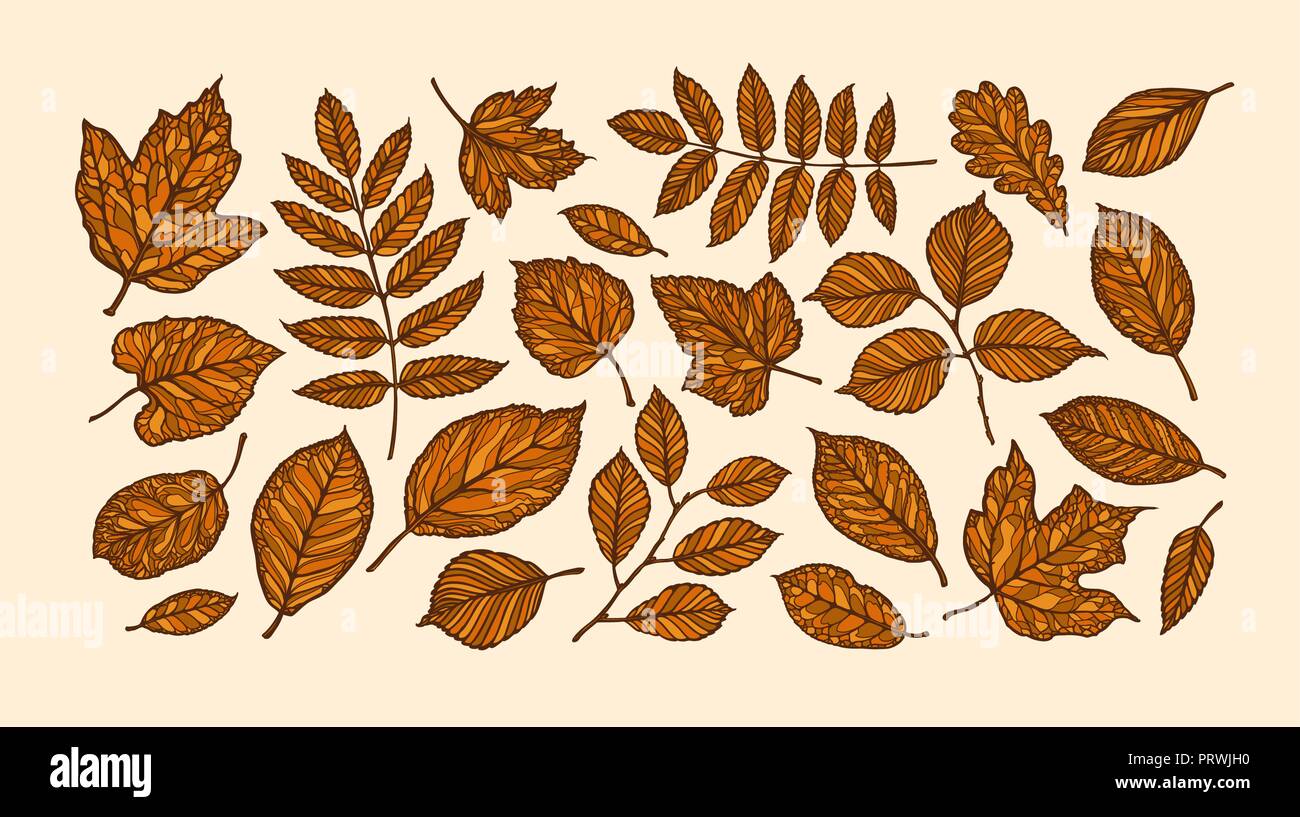 La caída de las hojas en otoño, concepto. Las hojas del árbol decorativo. Ilustración vectorial Ilustración del Vector