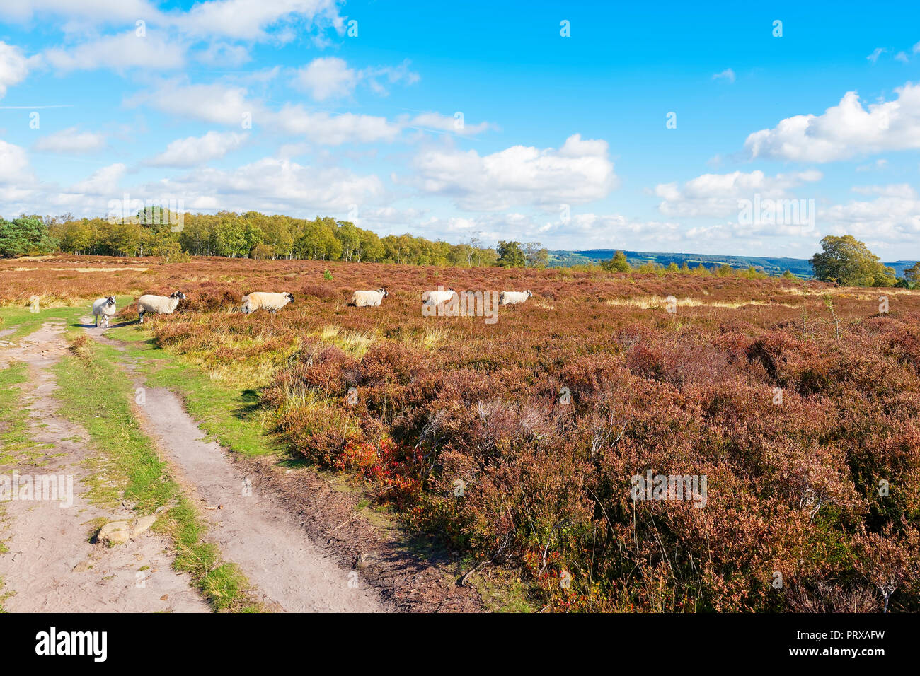 Un grupo de ovejas Swayland caminar en línea a través de Stanton Moor en Derbyshire Dales. Foto de stock