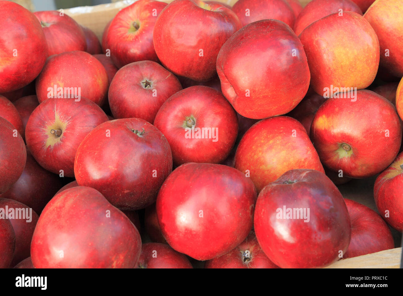 Apple 'Arenques Pippin', manzanas, Malus domestica, Farm shop, pantalla, frutas comestibles, variedad Foto de stock