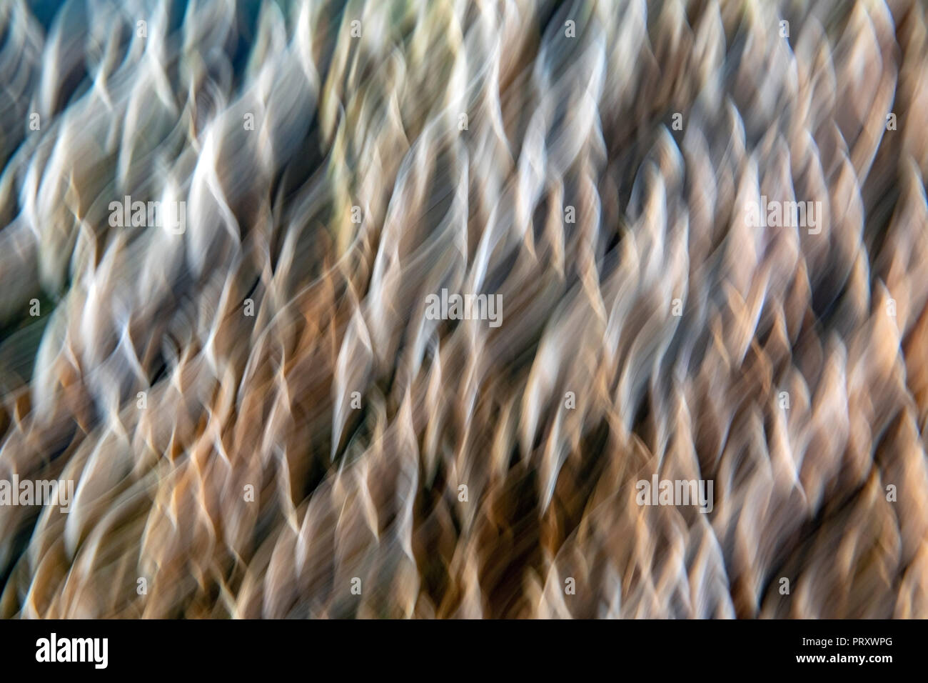 Resumen de luz patrones creados desde el desenfoque de movimiento de estantería hongos - Carolina del Norte Foto de stock