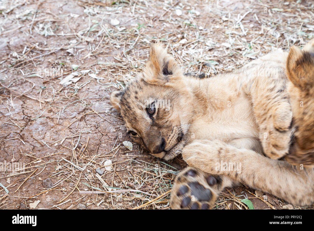 Los grandes felinos aventura a Casela, Mauricio. Foto de stock