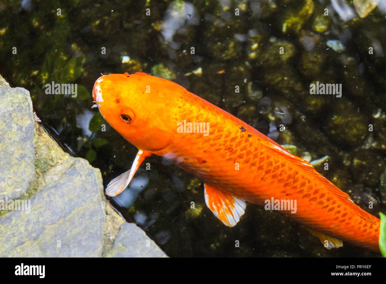 Carpa naranja fotografías e imágenes de alta resolución - Alamy