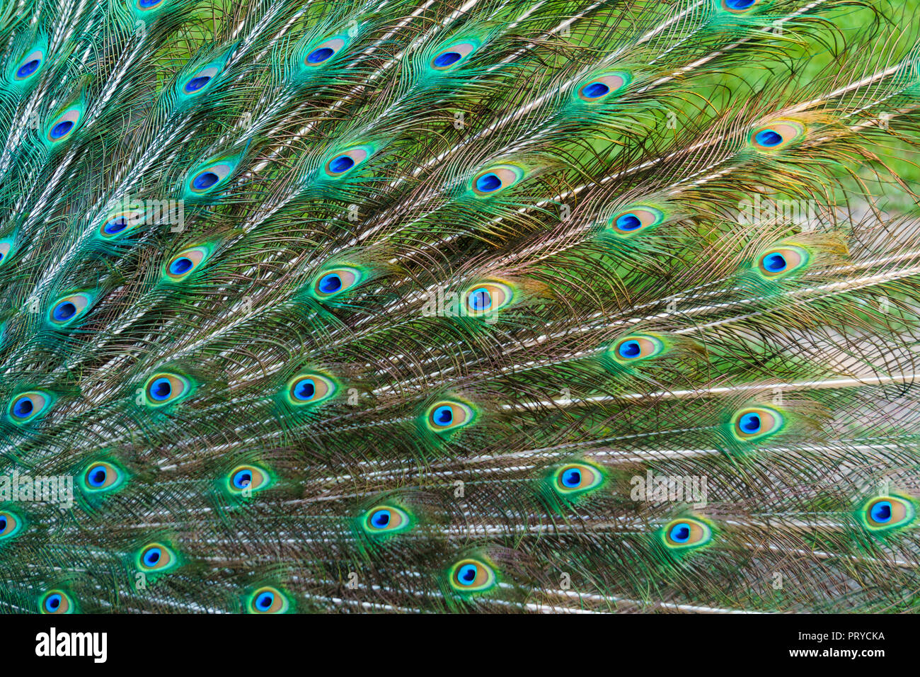 Bonitas plumas fotografías e imágenes de alta resolución - Alamy