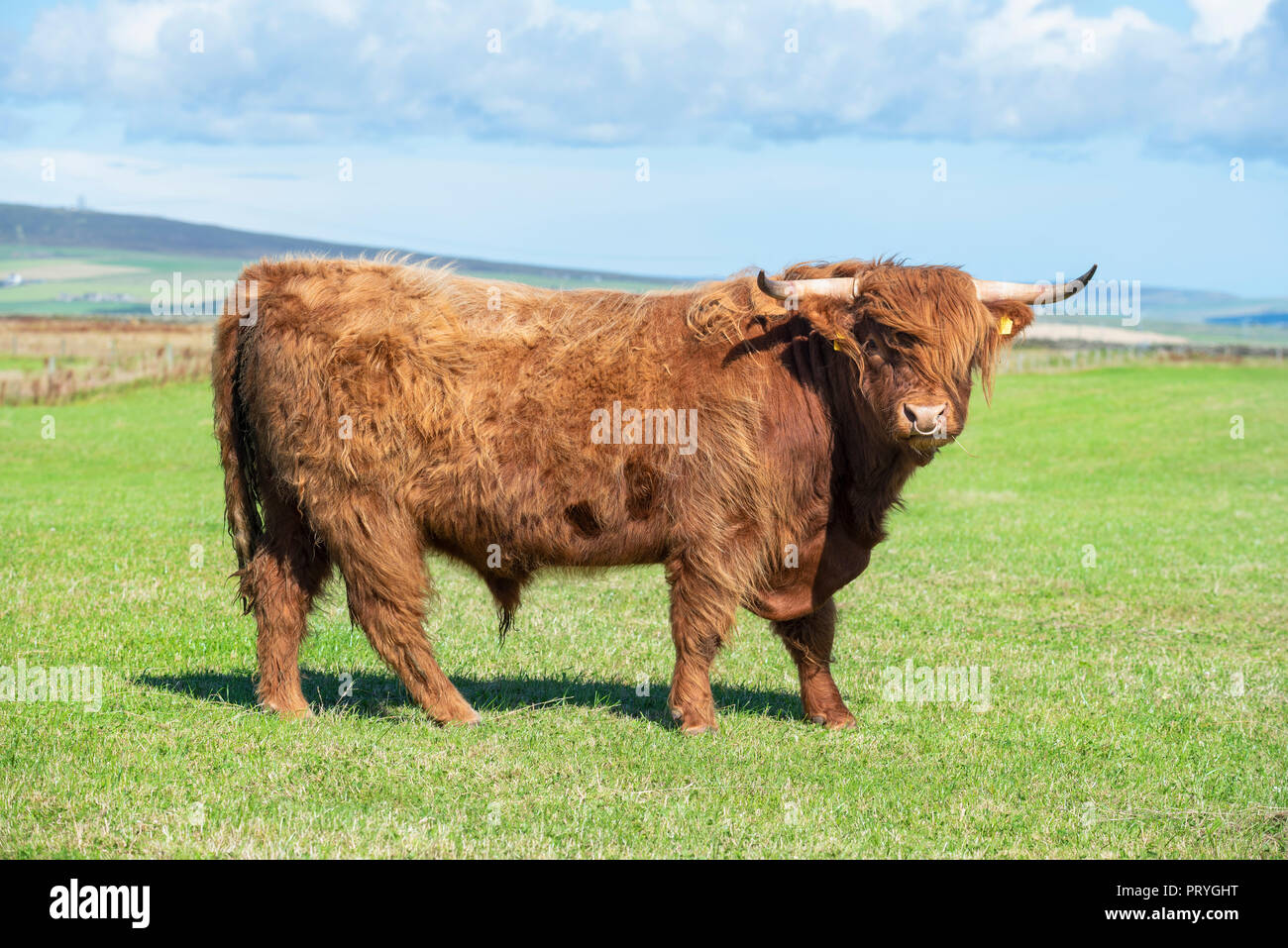 Scottish Highland ganado (Bos taurus), Bull en un potrero, Islas Orcadas, Escocia, Reino Unido Foto de stock