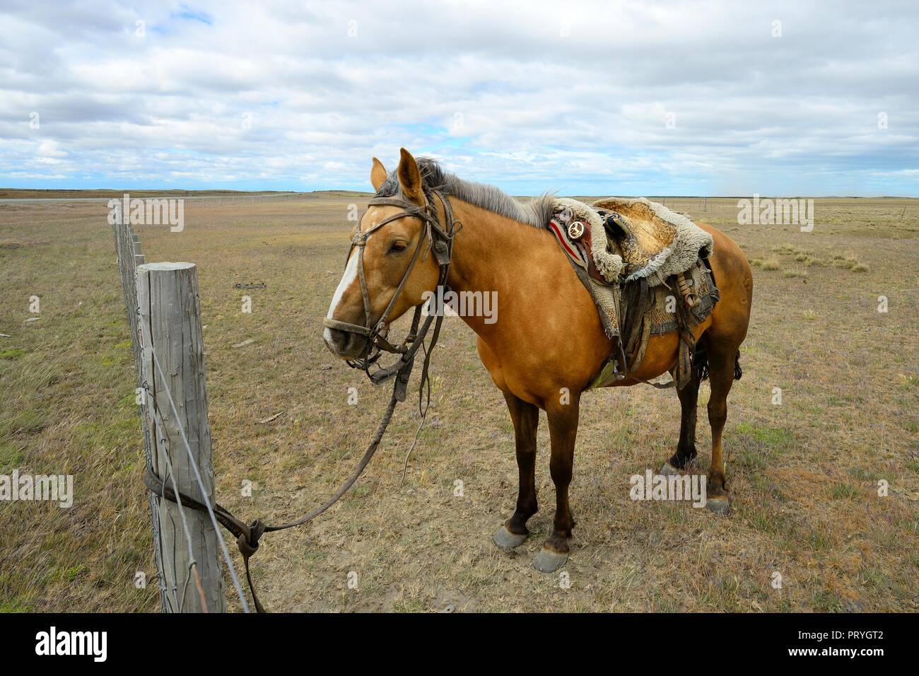 Atado, y cinchó caballo, provincia de Tierra del Fuego, Tierra del Fuego, Chile Foto de stock