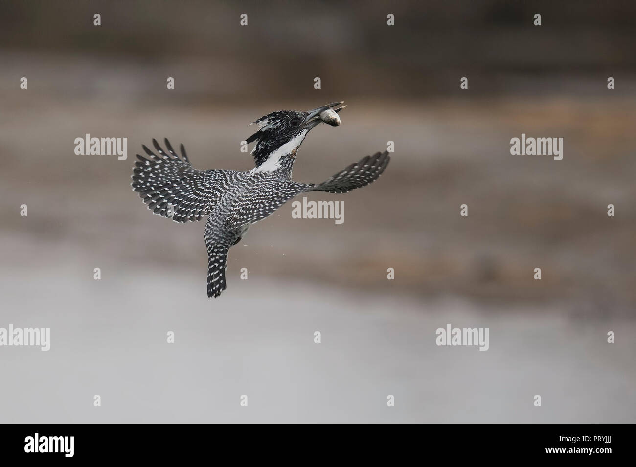 Crested Kingfisher, con una captura Foto de stock