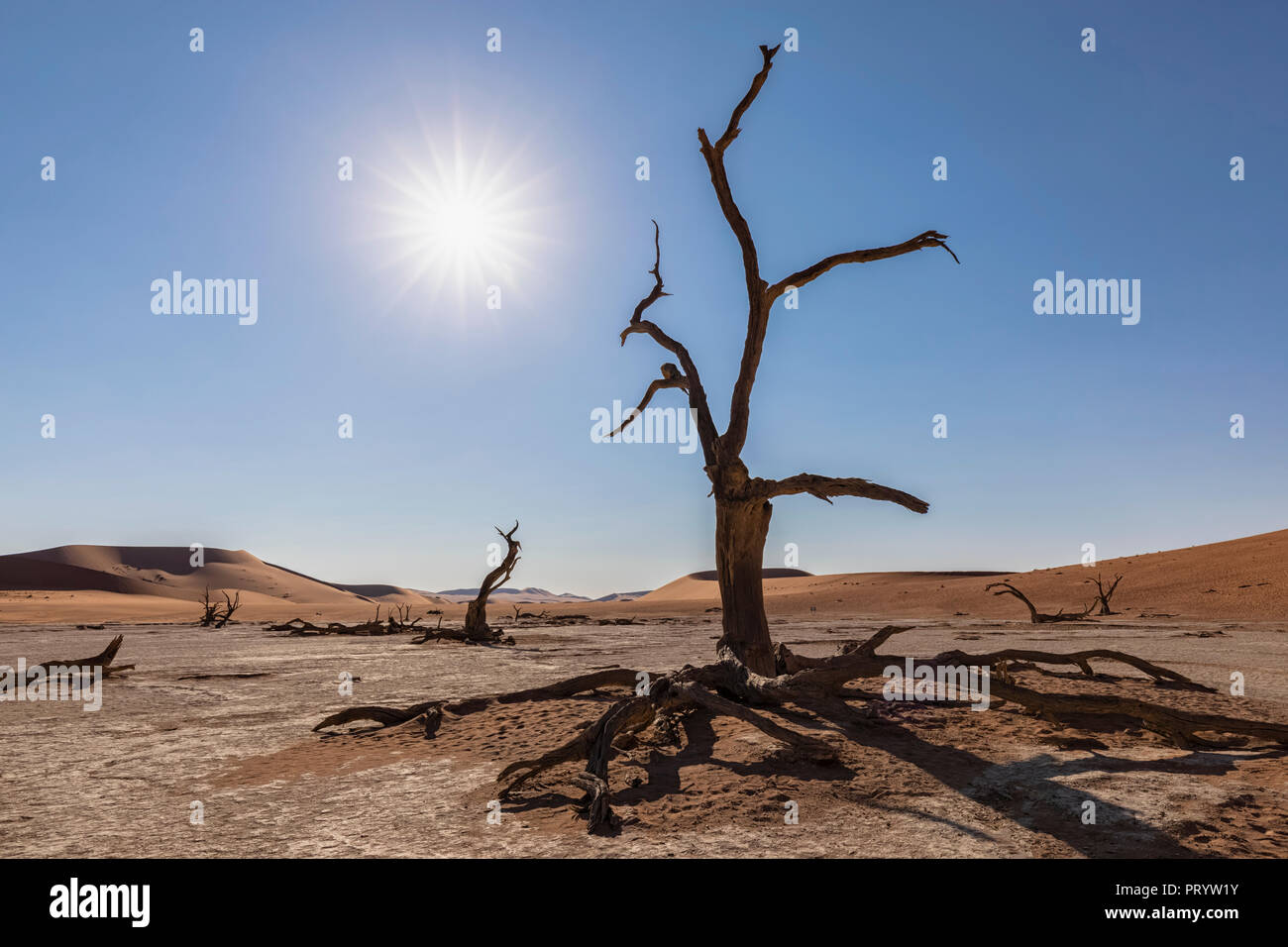 África, Namibia, Parque Nacional Namib-Naukluft Deadvlei muertos, árboles de acacia en arcilla pan Foto de stock