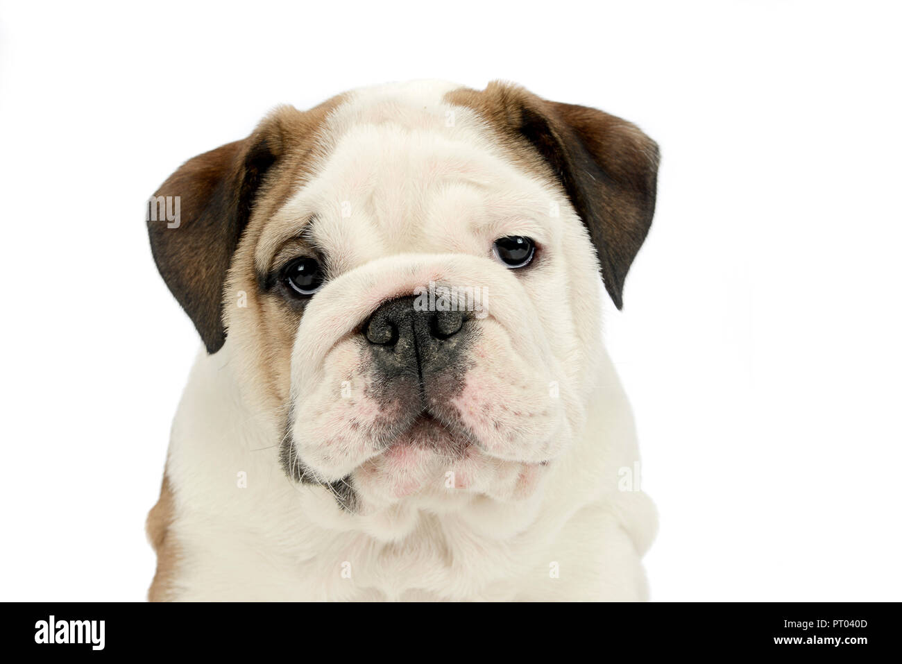 Cachorro Bulldog Bebe Retrato En Blanco Studio Fotografia De Stock Alamy Cachorro Bulldog Bebe Retrato En Blanco Studio Fotografia De Stock Alamy